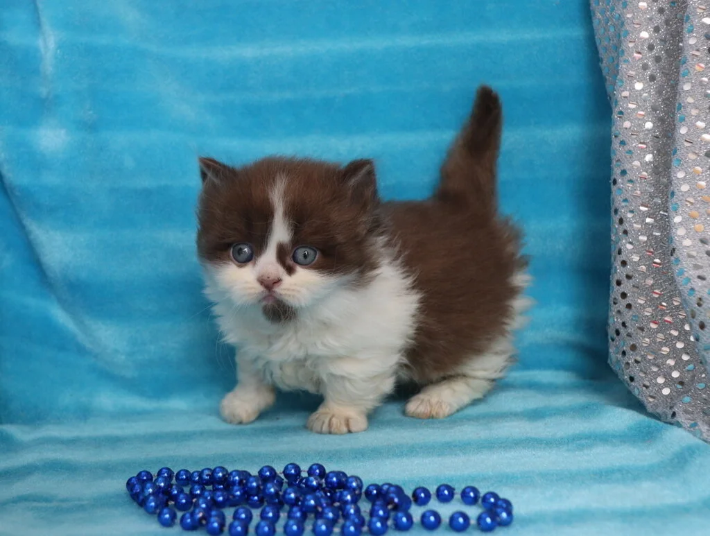Teacup munchkin hot sale kittens for sale